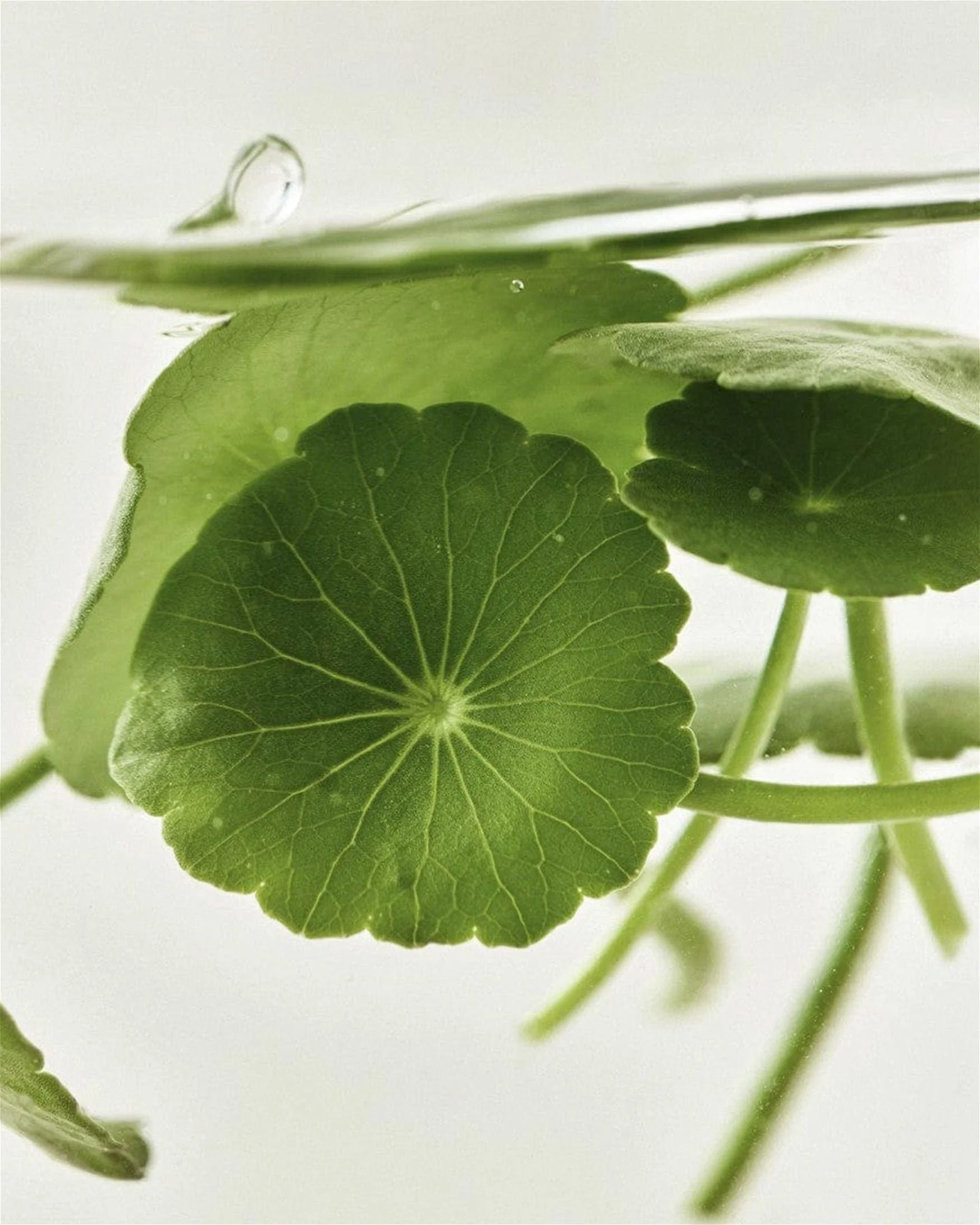 Beauty of Joseon Light On Serum : Centella + Vita C 30ml - EmpressKorea