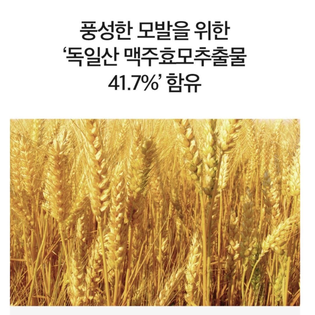 DERMA FACTORY Anti Hair Loss Shampoo 300ml *2pcs Beer Brewer's Yeast 41% Caffeine 1% Natural Active Ingredients Scalp Hair Care - EmpressKorea