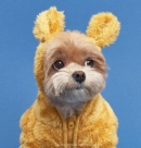 Mustard