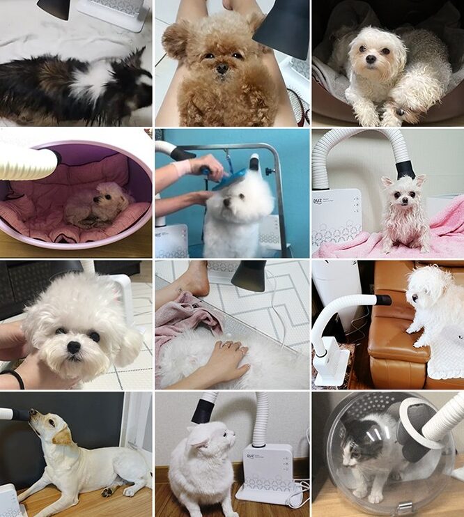 DUZ Season 2 Hands Free Dryer - Dog Pet Dry Room Dog Cat Hair Dryer - EmpressKorea