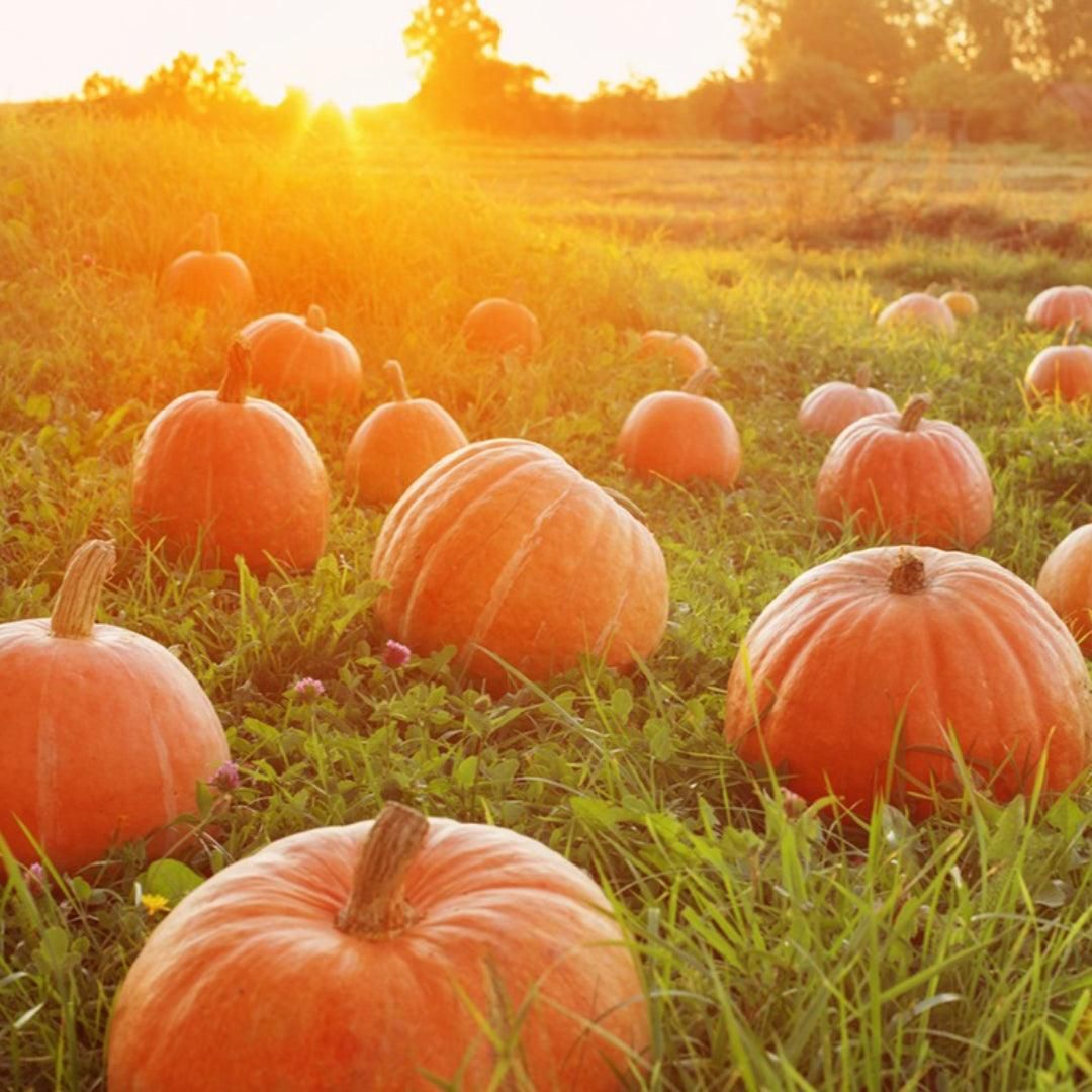 NOKCHAWON Pumpkin Red Bean Tea 1.5g * 60 tea bags Slimming K-pop Idol Diet Tea - EmpressKorea