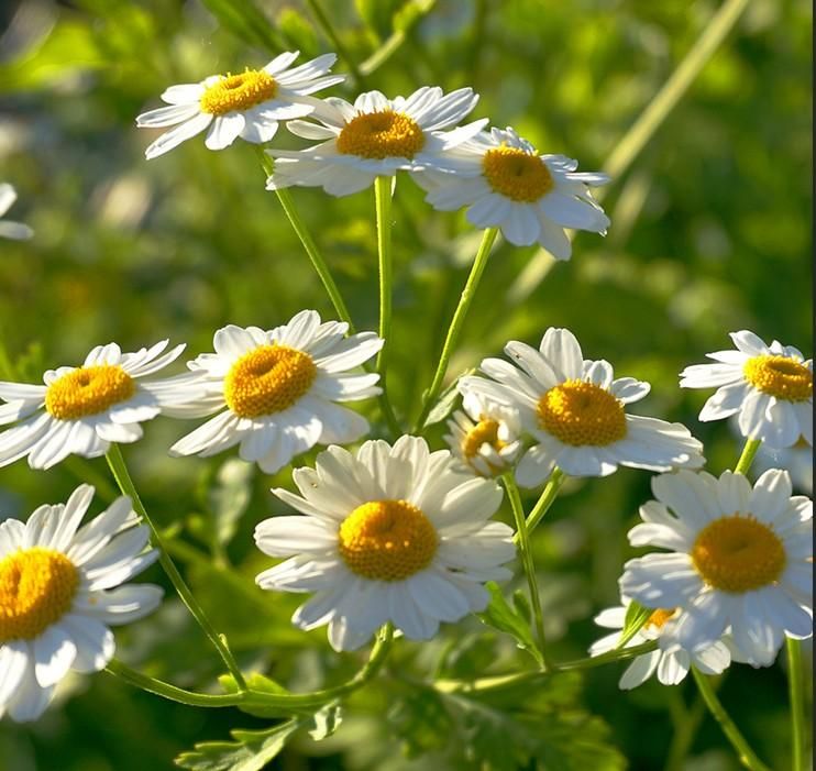 NOKCHAWON chamomile herbal tea 60 tea bags of fragrant and soft - EmpressKorea