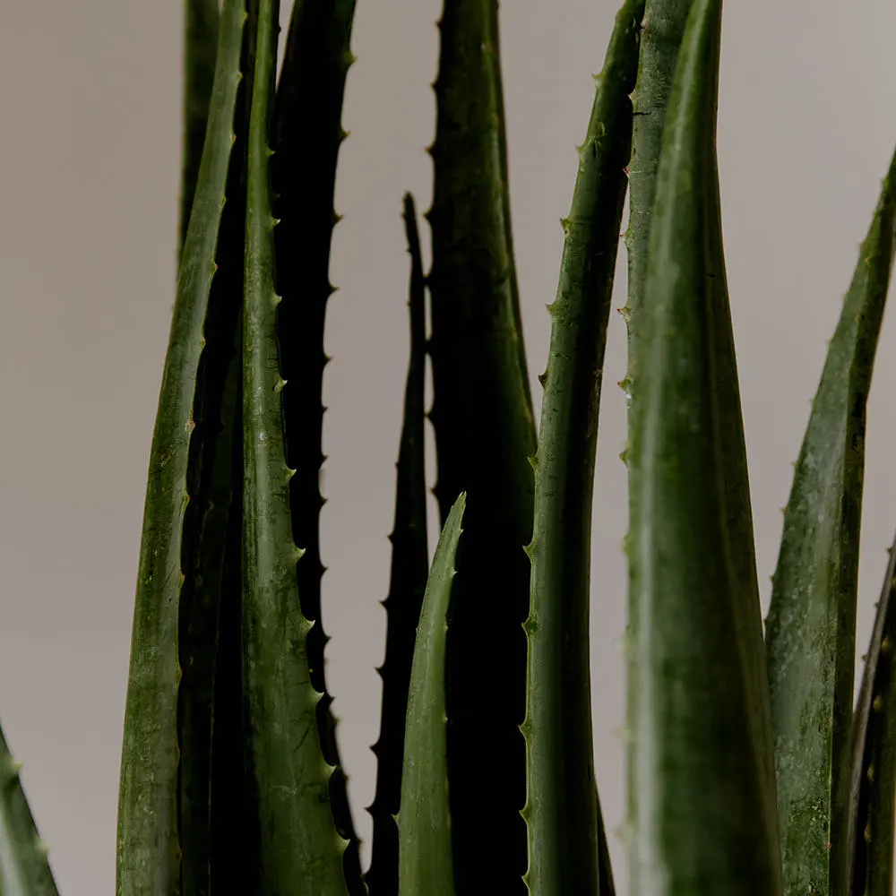 AROMATICA Soothing Aloe Aqua Cream 150ml
