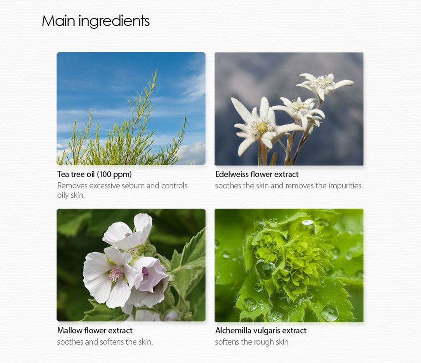 the SAEM Healing Tea Garden Tea Tree Cleansing Water 300ml - EmpressKorea