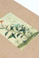 Mandrake
