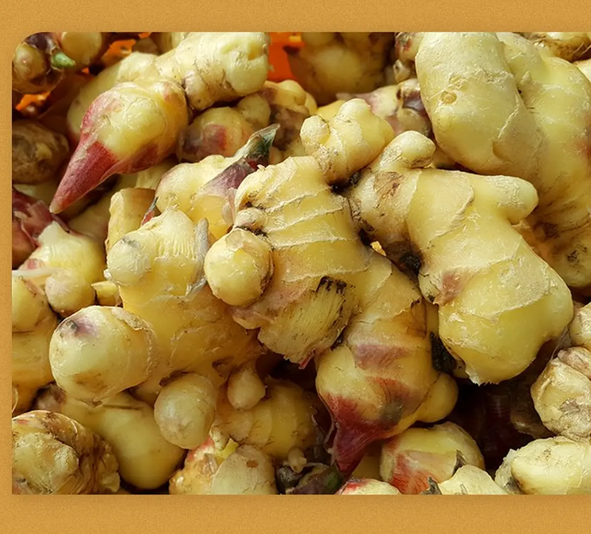 Thank you Ginger 600g