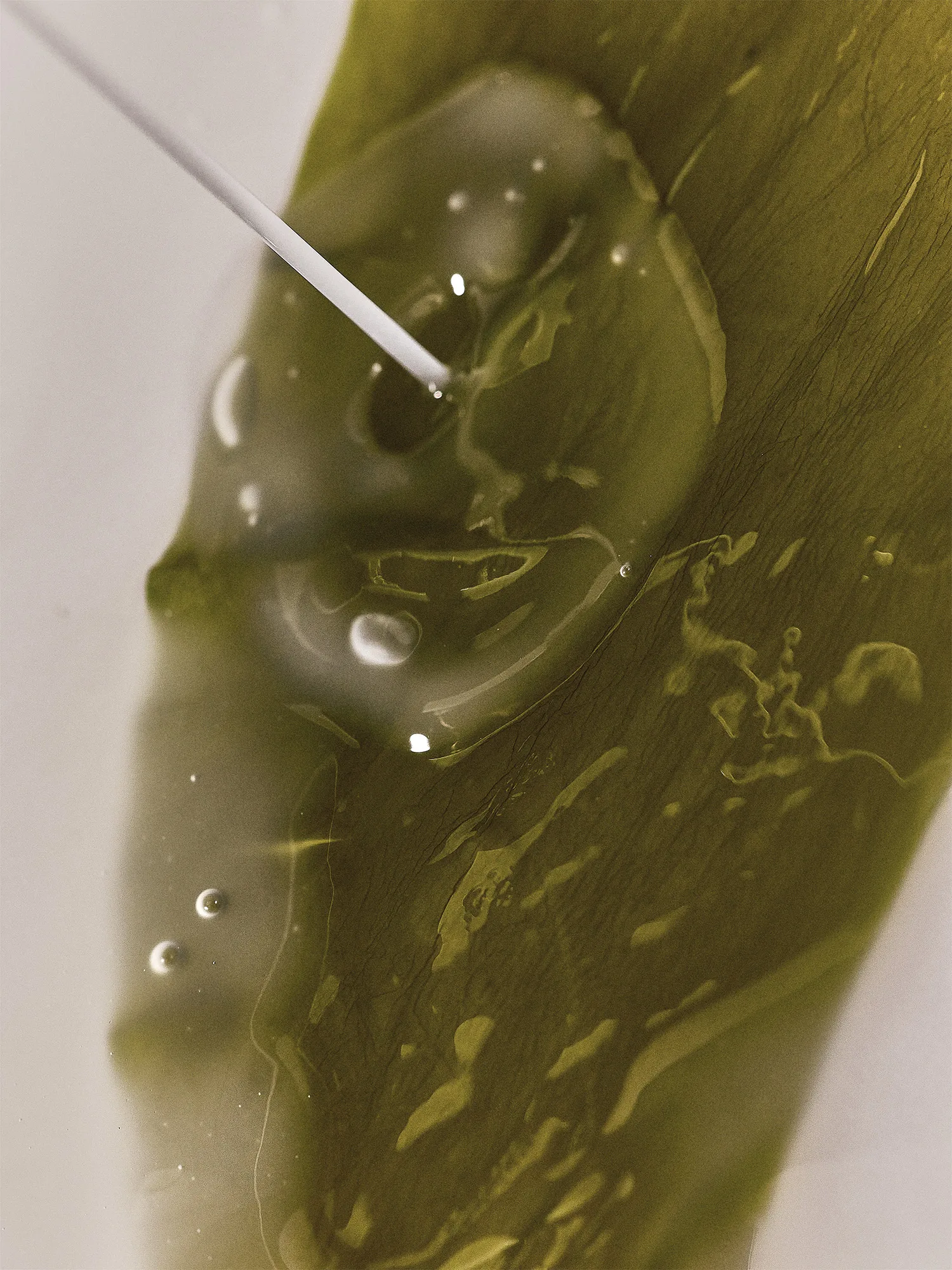 WHAMISA Algae Organic Kelp Mask 23ml × 5ea - Image 5