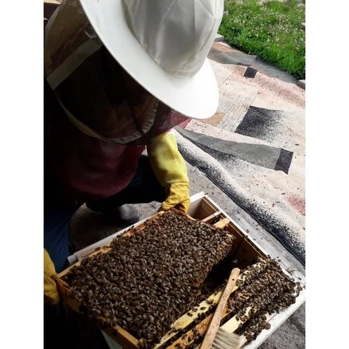 Sobaeksan Cheongjeong Farm 100% Natural Acacia Honey 2.4kg - Image 3