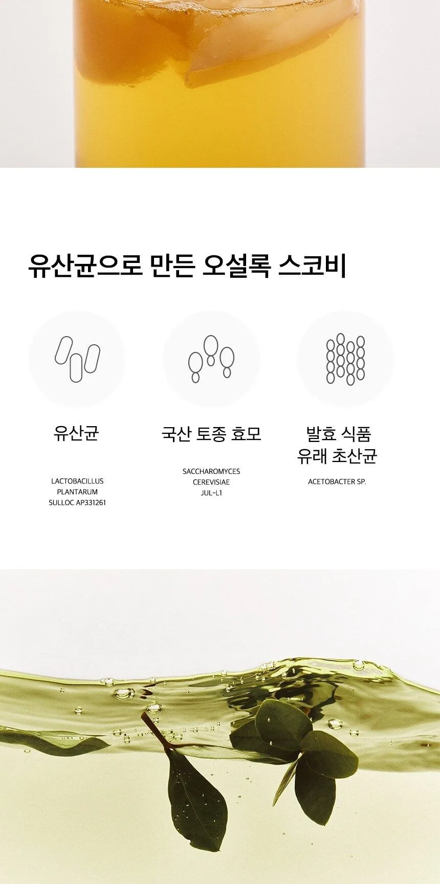 OSULLOC Kombucha 5g*10ea Detail