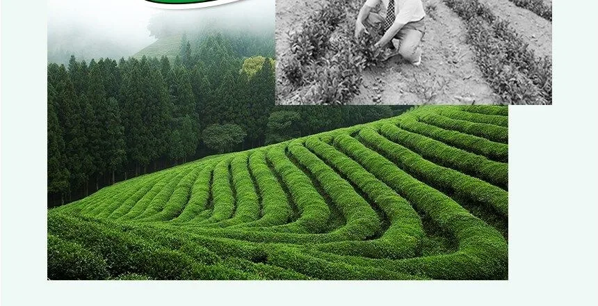 VITALBEAUTIE Metagreen Slim Plus 60 Tablets (30 Days Supply) Detail