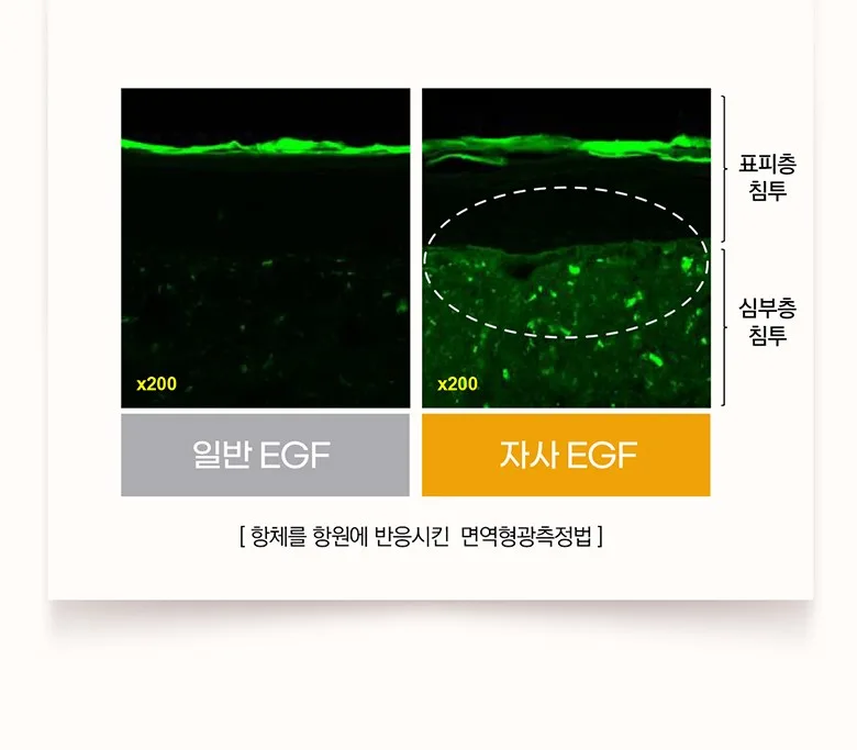RaveHill Active EGF High-Concentration Ampoule 10ppm 6GF (EGF+FGF+IGF) 30ml Detail