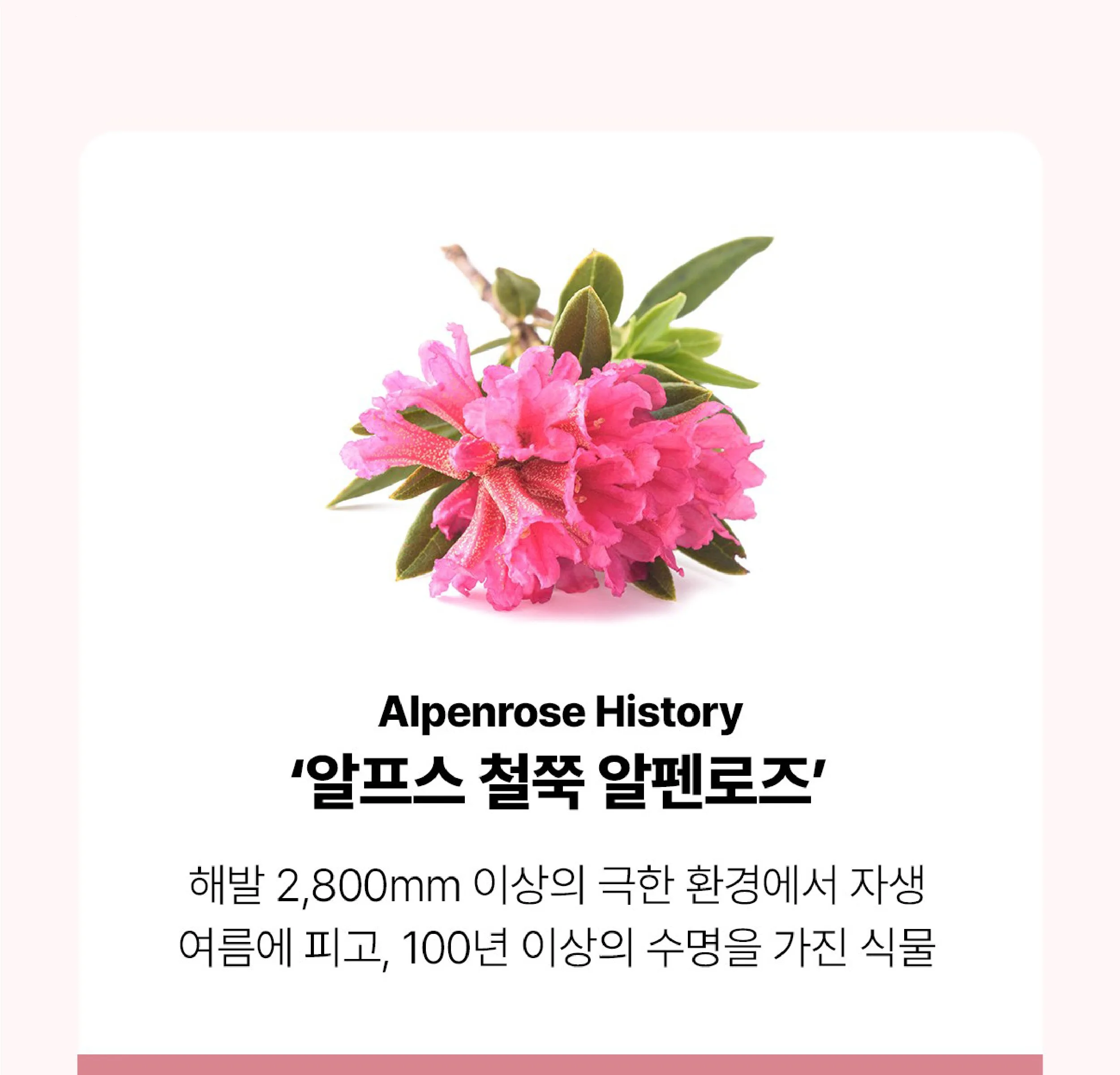 Rienk Pink Volume Radiance Color Cream 30ml Detail