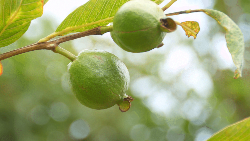 BENTON Guava Moisture Soothing Cream 80mL Detail