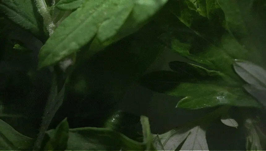 쑥판텐 인텐시브 리페어 수분드레싱 진정 버블 세럼 90ml Detail