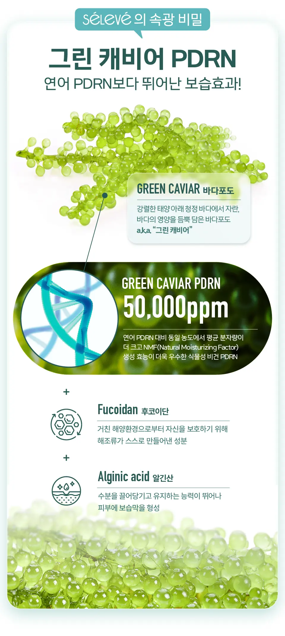 셀레베 글로우 캐비어 PDRN 선크림 Detail